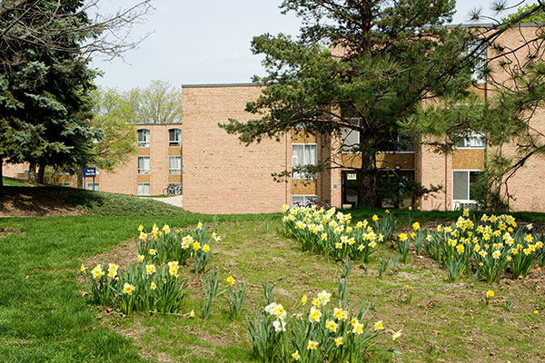 Baits in the spring with yellow tulips
