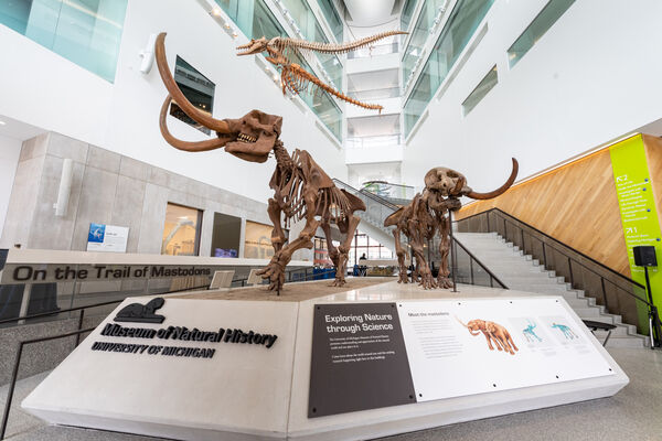 Two large mastodon skeletons in the bright atrium of the Museum of Natural History